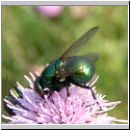 Lucilia sp - Schmeissfliege Goldfliege 04.jpg